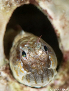 A shy Pearl Blenny by John Roach 